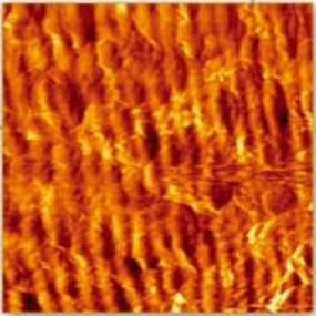 竹子纤维的液相原子力显微镜检测结果（10um）